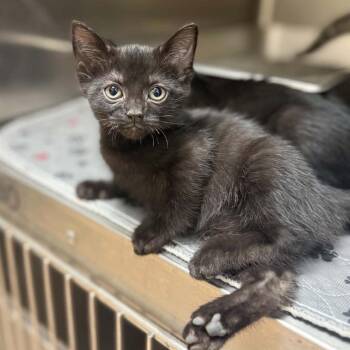 Coke -  Domestic Short Hair Cat for Adoption in Jacksboro, Tennessee - Coke | PetCurious
