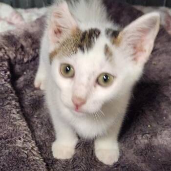 Freddie K46078 -  Domestic Short Hair Cat for Adoption in Corsicana, Texas - Freddie K46078 | PetCurious
