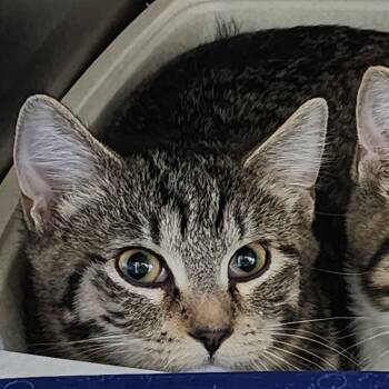 Rescue Domestic Short Hair Cats for Adoption in Dixon, Illinois - Crash | PetCurious