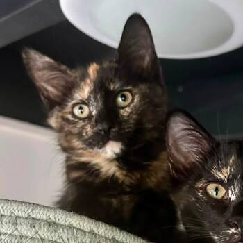 Dawn -  Domestic Short Hair Cat for Adoption in Leechburg, Pennsylvania - Dawn | PetCurious