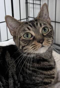 Rescue Bengal Cats for Adoption in Island Park, New York - Nala | PetCurious