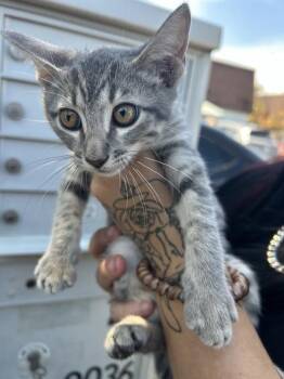 Hennesy -  Domestic Short Hair Cat for Adoption in Austin, Texas - Hennesy | PetCurious