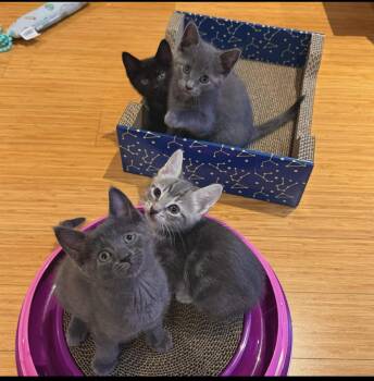 The Snack Litter (Ready June 2) -  Domestic Short Hair Cat Available for Adoption in Weehawken Township, New Jersey - The Snack Litter (Ready June 2) | PetCurious