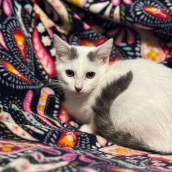 Rescue Domestic Short Hair Cats for Adoption in Evergreen, Colorado - Milkshake | PetCurious