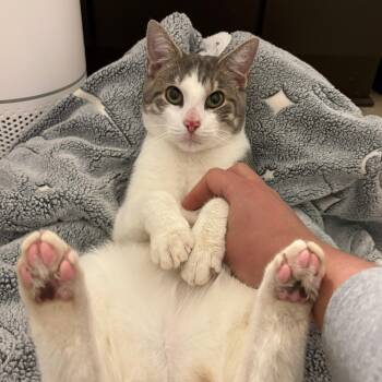 Domestic Short Hair Cats Available for Adoption - Ignition (DC) | PetCurious