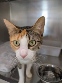 Rescue Domestic Short Hair Cats for Adoption in Leander, Texas - Disco | PetCurious