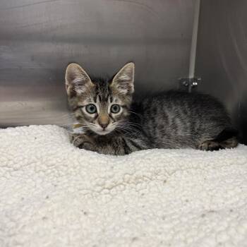 Fettuccine -  Domestic Short Hair Cat for Adoption in Long Beach, California - Fettuccine | PetCurious