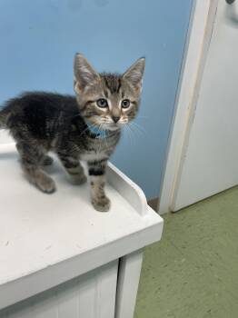 Oli -  Domestic Short Hair Cat for Adoption in Plain City, Ohio - Oli | PetCurious