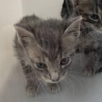 Saffron 8942 -  Domestic Short Hair Cat for Adoption in Columbus, Georgia - Saffron 8942 | PetCurious