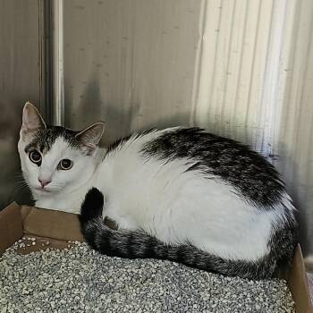 Anne -  Domestic Short Hair Cat for Adoption in Burlington, Ontario - Anne | PetCurious