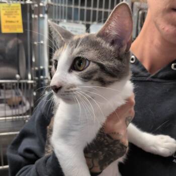 Ella Bleu -  Domestic Short Hair Cat for Adoption in Hattiesburg, Mississippi - Ella Bleu | PetCurious