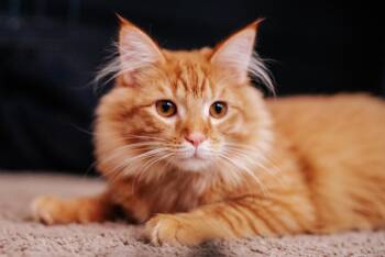 Domestic Medium Hair Cats Available for Adoption in Houston, Texas - Leónidas  | PetCurious