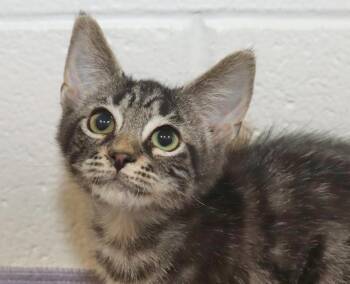 Timber -  Tabby Cat for Adoption in Euclid, Ohio - Timber | PetCurious