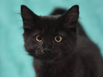 Beaver -  Domestic Long Hair Cat for Adoption in Portland, Oregon - Beaver | PetCurious