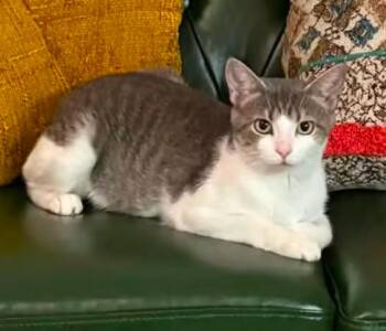 Grace -  Domestic Short Hair Cat for Adoption in La Porte, Indiana - Grace | PetCurious