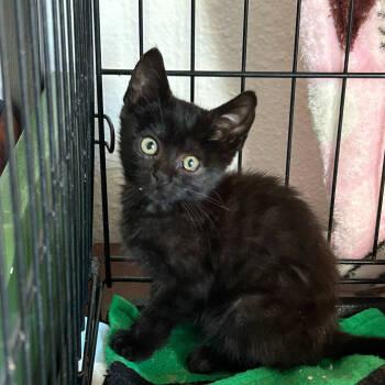 Rescue American Shorthair Cats for Adoption in Escondido, California - Onyx | PetCurious