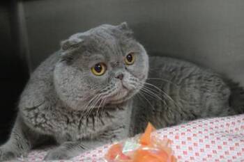 Scottish Fold and Domestic Short Hair Cats Available for Adoption in Brunswick, Georgia - Molly Maid | PetCurious