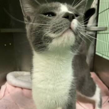 Rescue Domestic Short Hair Cats for Adoption in Dayton, Ohio - Chrome | PetCurious
