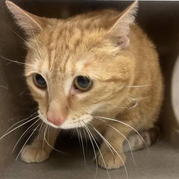 Domestic Short Hair Cats Available for Adoption in Reno, Nevada - Stump | PetCurious