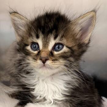 Rick Roll -  Domestic Short Hair Cat for Adoption in Palm Springs, California - Rick Roll | PetCurious