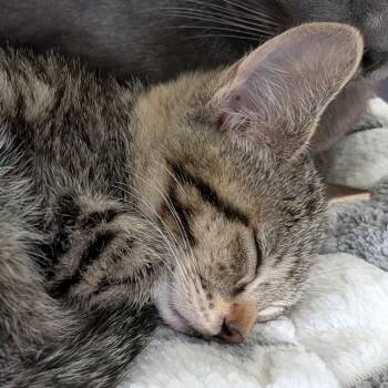 Jinx -  Domestic Short Hair Cat for Adoption in Eugene, Oregon - Jinx | PetCurious