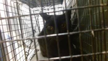 Domestic Short Hair Cats Available for Adoption in Doral, Florida - A2782152 | PetCurious