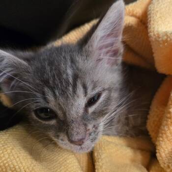 Groot -  Domestic Short Hair Cat for Adoption in Wheeling, Illinois - Groot | PetCurious