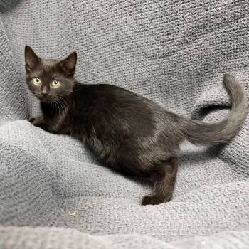 Fabian -  Domestic Short Hair Cat for Adoption in Latrobe, Pennsylvania - Fabian | PetCurious