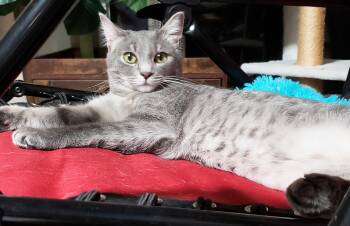 Domestic Short Hair Cats Available for Adoption in Villa Park, California - Avalon | PetCurious