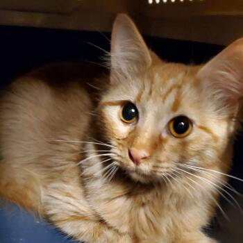 Little Red -  Domestic Long Hair Cat for Adoption in Hemet, California - Little Red | PetCurious