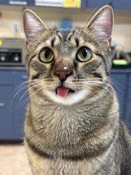 Domestic Short Hair Cats Available for Adoption - Gaston | PetCurious