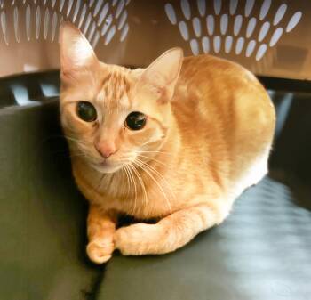 Unicorn -  Domestic Short Hair Cat for Adoption in Nashville, Tennessee - Unicorn | PetCurious
