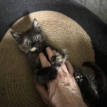 Domestic Medium Hair Cats Available for Adoption in San Jose, California - Chamomile | PetCurious