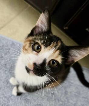 Mister & Misses BONDED SIBLINGS -  Domestic Short Hair Cat for Adoption in Homestead, Florida - Mister & Misses BONDED SIBLINGS | PetCurious