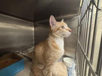 Scooter -  Domestic Short Hair Cat for Adoption in Honolulu, Hawaii - Scooter | PetCurious
