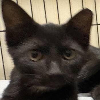 Edga -  Domestic Short Hair Cat for Adoption in Maple Shade, New Jersey - Edga | PetCurious