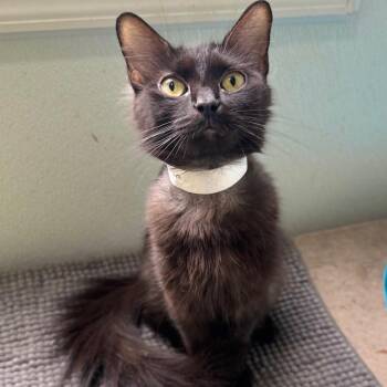 Elysium -  Domestic Medium Hair Cat for Adoption in Fredericksburg, Virginia - Elysium | PetCurious