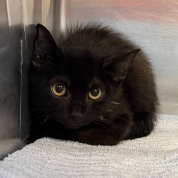 Sabrina -  Domestic Medium Hair Cat for Adoption in Palm Springs, California - Sabrina | PetCurious
