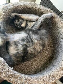Sangria -  Domestic Short Hair Cat Available for Adoption in Youngtown, Arizona - Sangria | PetCurious