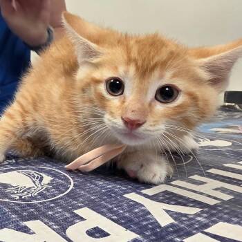 Thomas -  Domestic Short Hair Cat for Adoption in Carmel, Indiana - Thomas | PetCurious