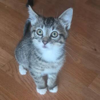 Samantha -  Domestic Short Hair Cat for Adoption in Belfair, Washington - Samantha | PetCurious