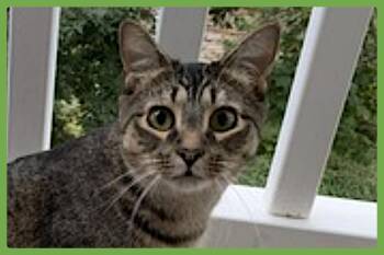 Domestic Short Hair Cats Available for Adoption - Hammie | PetCurious