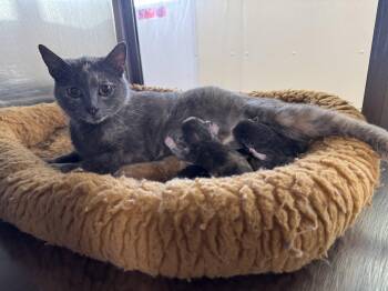 Rose -  Calico and Domestic Short Hair Cat for Adoption in Austin, Minnesota - Rose | PetCurious