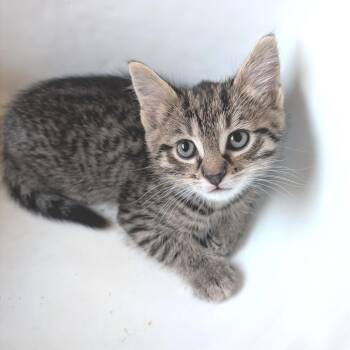 Lieutenant Mourning Dove -  Domestic Short Hair Cat for Adoption in Baltimore, Maryland - Lieutenant Mourning Dove | PetCurious