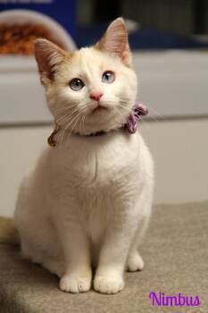 Siamese and Domestic Short Hair Cats Available for Adoption - Nimbus  | PetCurious