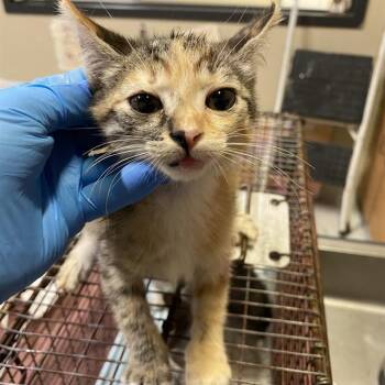 A613817 -  Domestic Medium Hair Cat for Adoption in Modesto, California - A613817 | PetCurious