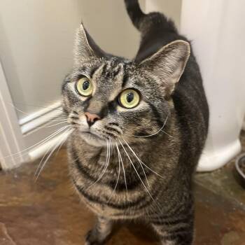 Willow -  Domestic Short Hair Cat for Adoption in Sanford, North Carolina - Willow | PetCurious