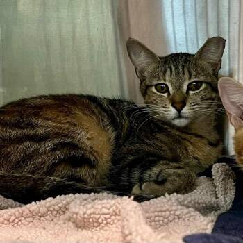 Suki -  Domestic Short Hair Cat for Adoption in Cumming, Georgia - Suki | PetCurious
