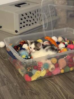 Breadstix -  Domestic Short Hair Cat for Adoption in Duxbury, Massachusetts - Breadstix | PetCurious