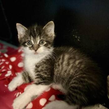 Buzz -  Domestic Short Hair Cat for Adoption in Buffalo, New York - Buzz | PetCurious